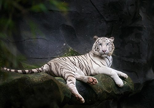 wandmotiv24 Fototapete Weißer Tiger sitzt in der Höhle, 200 x 140cm - selbstklebende Vliestapete 150g, Wanddeko, Wandbild, Wandtapete, Tier, Zoo M1027