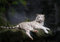 wandmotiv24 Fototapete Weißer Tiger sitzt in der Höhle, 200 x 140cm - selbstklebende Vliestapete 150g, Wanddeko, Wandbild, Wandtapete, Tier, Zoo M1027