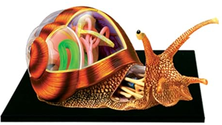 4D Tier Anatomie Modell, Schnecken Anatomie Skelett Modell, Torso Und Skelett Modelle, 32 Abnehmbare Organe Und Körperteile Anatomie Modell Für Schule Tier Lehre