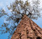 Pinus Kesiya - Pinus Insularis, Tannenzapfen, Pinus Khasia, Khasyana - 30 Samen