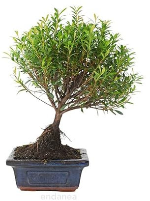 Syzygium Buxifolium en Bonsái Natural Árbol para Decorar