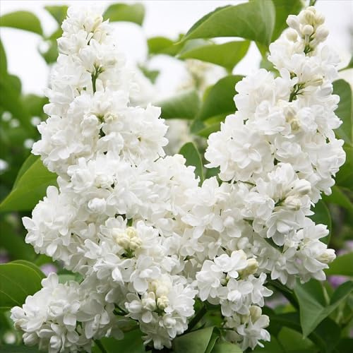 Flieder Syringa vulgaris Mme Lemoine 45 cm Juni Topf 17 cm Staude 17 cm | winterhart, weiße gefüllte, duftende Blüten Mai, für Beet und Kübel, bienenfreundlich