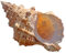 Coquillage naturel de coquille de noix de Conque， Coquillages naturels, énormes coquillages de l'océan de 14 à 25 cm, parfaits for la décoration de mariage, les loisirs créatifs, les aquariums(14cm)