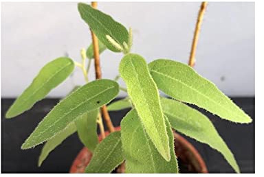 Stk - 15x Corymbia citriodora Zitroneneukalyptus Pflanzen - Samen B1441 - Seeds Plants Shop Samenbank Pfullingen Patrik Ipsa