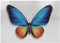ABAKUHAUS Schmetterling Puzzle, Zyklus des Lebens Theme, Heirloom-Qualität lustige Aktivität für die Familie langlebiger Karton, 1000 Stücke, Orange Blau Schwarz