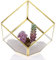 SUMTree Gold Glas Terrarium Geometrisches Gewächshaus Dekorative Pflanzenbehälter für Luftpflanzen, Sukkulenten, Moos, Farn, Kaffeepad/Teebeutelhalter, Miniatur-Feengartenbehälter, Würfel