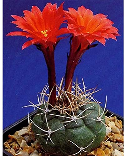 Kaktus Pflanze Samen Tropica Kakteen Peruanischer Zwergkaktus Balkon Pflanze Winterharte KüBelpflanzen Cactus Blossoms Zimmerpflanzen Exotische Pflanzen Saatgut 500 StüCke