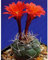 Kaktus Pflanze Samen Tropica Kakteen Peruanischer Zwergkaktus Balkon Pflanze Winterharte KüBelpflanzen Cactus Blossoms Zimmerpflanzen Exotische Pflanzen Saatgut 500 StüCke