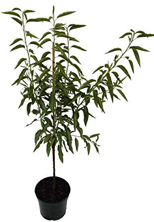 Pfälzer Fruchtmandel selbstfruchtbare Süßmandel Busch 110-140 cm Pflanze 10 Liter Topf