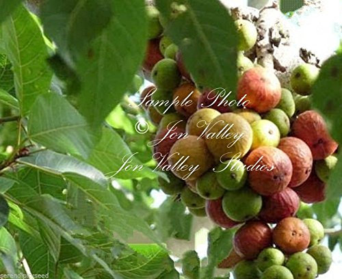 Ficus racemosa Feigenbaum Albero semi pianta Tropicale – Bonsai oder Standard (20 semi Nessun inseguimento)