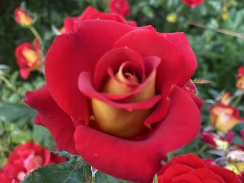 ‘Snazee’ – Red/Yellow Floribunda Rose - 4L Potted - Lovely Gift Idea