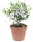 KENTIS - Olea Europaea - Bonsai-Olivenbaum - Echte Pflanzen für drinnen und draußen - H 35-40 cm, Topf Ø 20 cm