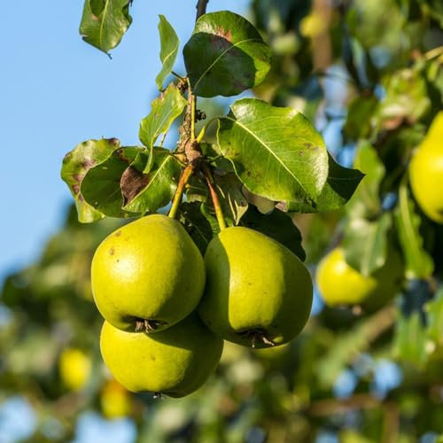 30 pcs birnenbaum winterhart säulen samen, birnen baum, säulenobstbäume, garten, birnbaum kaufen (Pyrus sorotina) pflanzen samen, balkonpflanzen obstbäume kaufen, ostergeschenke pflanzensamen,