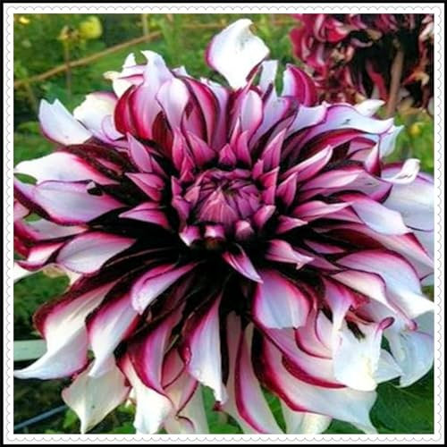 Dahlienknolle, dahlien zwiebeln knollen winterharte Staude, Gartenpflanze, pflegeleicht, lange Blütezeit-2zwiebeln-D