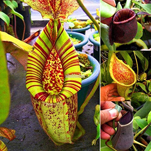Portal Cool Tipo1: 30 semi Nepenthes Pista per acchiappa Balcone in vaso Piante carnivore T:Seeds Only