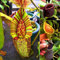 Portal Cool Tipo1: 30 semi Nepenthes Pista per acchiappa Balcone in vaso Piante carnivore T:Seeds Only