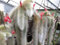 Portal Cool Hildewintera Cleistocactus Colademononis Cola De Mono Cactus Bonsai 20 Semillas