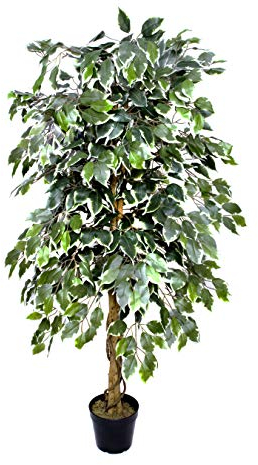 GreenBrokers Premium Artificial Variegated Ficus Tree 160 cm Potted Plant, Green