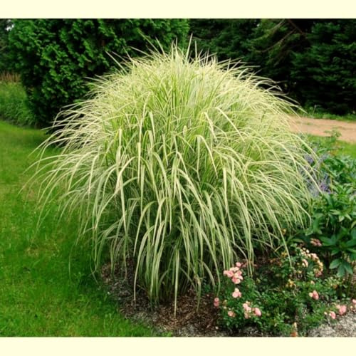 Miscanthus sinensis Variegatus Echtes Chinaschilf im Topf (Ziergras Gräser Stauden winterhart) (1)