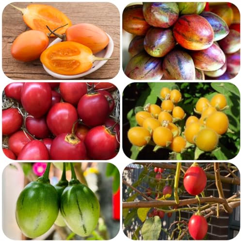 semillas de árbol de tomate - variedades antiguas Cyphomandra betacea - fruta fresca semillas frutas comprar árboles frutales hortalizas invierno árboles para el jardín árbol frutal 300pcs