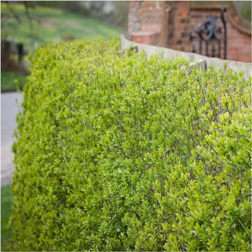 1 Wild Privet Ligustrum Vulgare 2-3ft Plant 60-90cm Evergreen Hedging 3fatpigs®