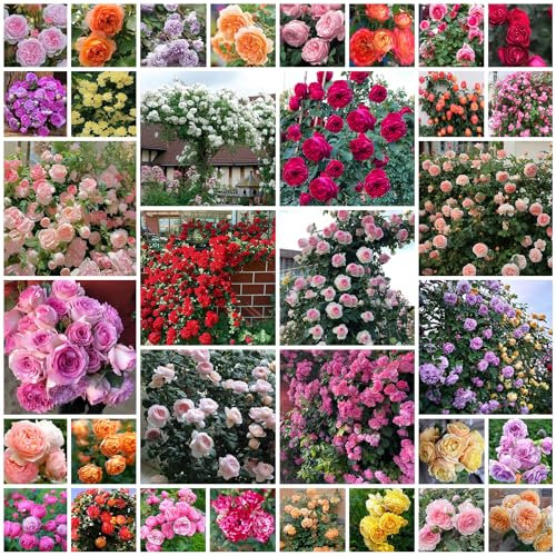 ZTZHYZR 100 Piezas Semillas Rosas Trepadoras, Semillas Resistentes De Rosal, Cultivos De Colores Brillantes De Crecimiento Rápido, Decoración De Jardín para Exterior, Plantas De Balcón