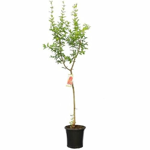 Bloomique - Punica Granatum - Melograno - Albero da frutto - Piante da giardino - Resistente al freddo - Altezza 130-160 cm - Vaso 28 cm
