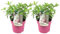 Plant in a Box - Hydrangea paniculata 'Pinky Winky' - Set de 2 - Maceta 19cm - Altura 25-40cm