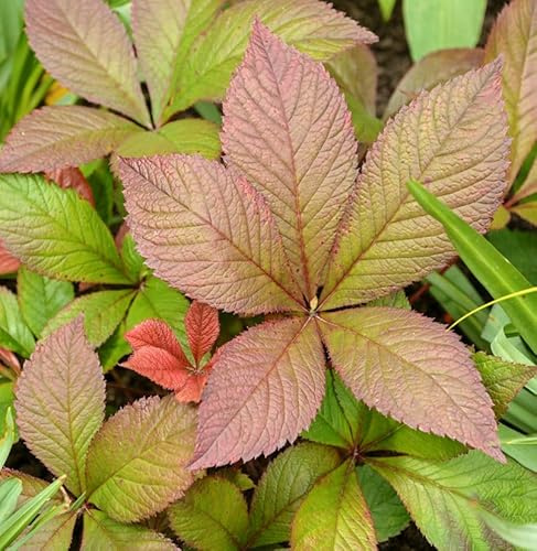 Fiederblättriges Schaublatt Bronze Peacock - Rodgersia pinnata - lebende Gartenpflanze aus den Baumschulen