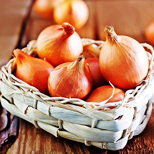 Zwiebel wolska Samen - Allium cepa