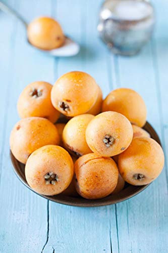 Albero di Nespolo varietà Del Giappone pianta di Nespolo Giapponese Età 2 anni pianta da vaso di nespola pianta vera di nespola venduta da eGarden.store