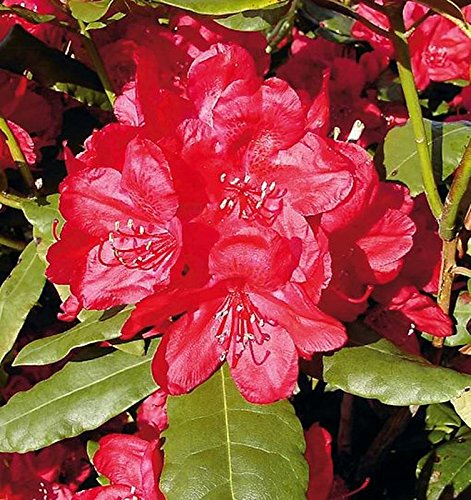 INKARHO - Großblumige Rhododendron Hachmanns Feuerschein® 40-50cm - Alpenrose