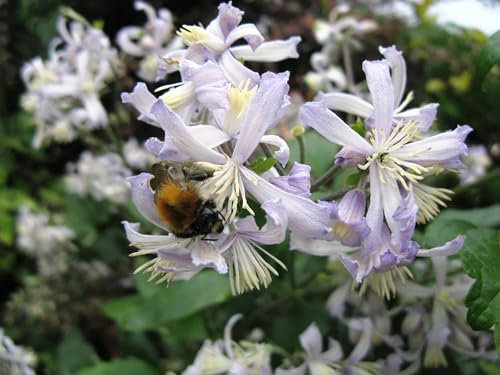 Clematis Wildformen, 3 Töpfe verschiedene Clematis, winterhart und mehrjährig, gut für 'Garteneinsteiger', GÄRTNERQUALITÄT, EIGENE PRODUKTION, direkt vom Erzeuger, Bienen- und Insektenfreundlich