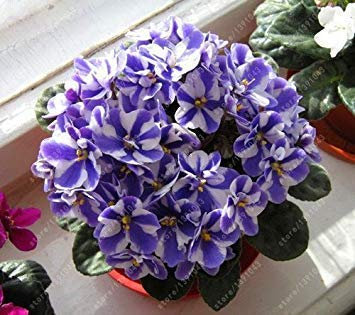 Potseed 100 Stück/Beutel Usambaraveilchen Samen, Blumensamen, Garten Blumen Violet Samen Staude Blumentopf für Hausgarten 11