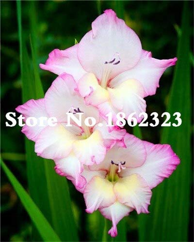 SVI Frischer 120pcs Gladiolen Blumensamen zum Anpflanzen Weißen rosa