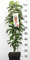 Apfel Säulen Zwergobstbaum oder Mini Obstbaum Apfelbaum red sensation