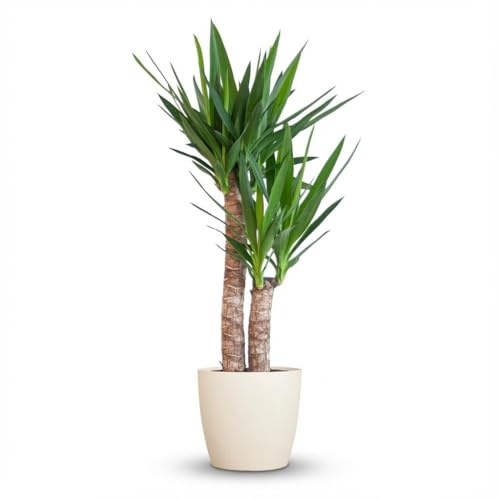 Green boutiQ - Zimmerpflanze - Yucca - Yucca Elephantipes - Grün - Pflegeleicht - 1 Pflanze - mit Potter Weiß - Topf 21cm - Höhe 80-95cm