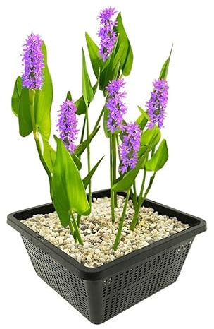 vdvelde.com - Hechtkraut Pink - 4 Stück - 1 Teichkorb - Pontederia Cordata Pink Pons - - Wasserpflanze- Ausgewachsene Höhe: 80 cm- Platzierung: -1 bis -20 cm