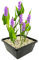 vdvelde.com - Hechtkraut Pink - 4 Stück - 1 Teichkorb - Pontederia Cordata Pink Pons - - Wasserpflanze- Ausgewachsene Höhe: 80 cm- Platzierung: -1 bis -20 cm