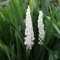 1 x Liriope muscari ‚Monroe White' im 1 Liter Topf (Ziergras/Staude/Winterhart/Mehrjährig/Stauden/Immergrün) Weiße Lilientraube - Weiße Schönheit für schattige Ecken - von Stauden Gänge