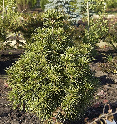Japanische Schirmtanne 80-100cm - Sciadopitys verticillata