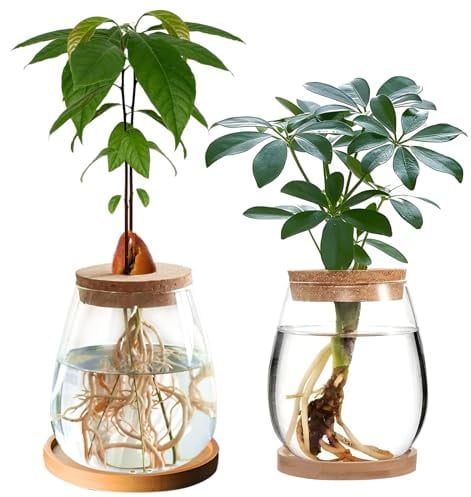 2 estaciones de propagación de plantas hidropónicas, 12 cm x 11 cm, jarrón de cristal para plantas acuáticas o flores, decoración de mesa de oficina en casa