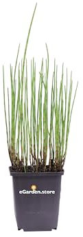 Pianta di Equiseto D'Acqua o Equisetum Fluviatile pianta ornamentale da interno o esterno pianta vera da arredo venduta da eGarden.store