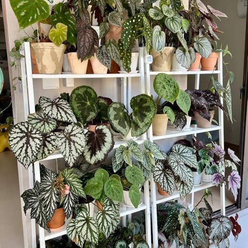 Semi di begonia di trota - semi di bonsai Begonia maculata - semi di antiche varietà giardino di piante piante da ufficio, piante da appartamento semi esotici piante d'appartamento che 100pcs