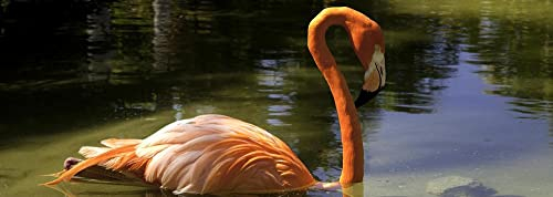 hansepuzzle 30216 - Flamingo Puzzle 1000 Teile - Tierwelt mit hochwertiger Aufbewahrung: Kartonbox und wiederverschließbarem Beutel - Format 90 × 31,7 cm