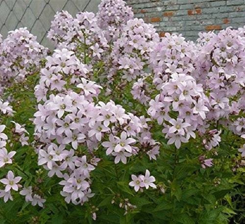 Campanula Lactiflora 'Loddon Anna' Perennial XXL Supersize Plug Plants Pack x3