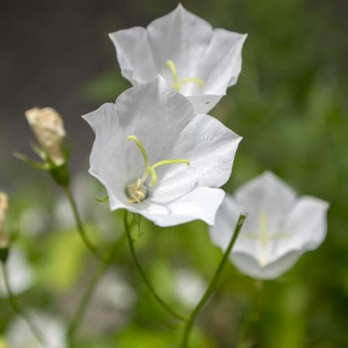 Campanula carpatica 'Alba' - Tussock Bellflower Hardy Perennial, White Bell Flowers, Ideal for Rockeries and Containers – 2X 1 Litre Potted Plant Potted Plant by Thompson & Morgan
