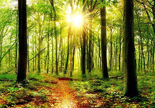 wandmotiv24 Fototapete Sonne Sonnenstrahlen Weg Wald, XS 150 x 105cm - 3 Teile, Wanddeko, Wandbild, Wandtapete, Grün, Strahlen, Stämme, Baum M5678