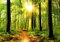 wandmotiv24 Fototapete Sonne Sonnenstrahlen Weg Wald, XS 150 x 105cm - 3 Teile, Wanddeko, Wandbild, Wandtapete, Grün, Strahlen, Stämme, Baum M5678