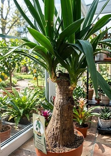 Yucca Gigantea 90cm markanter Stamm Zimmerpflanze pflegeleicht Riesen-Palmlilie